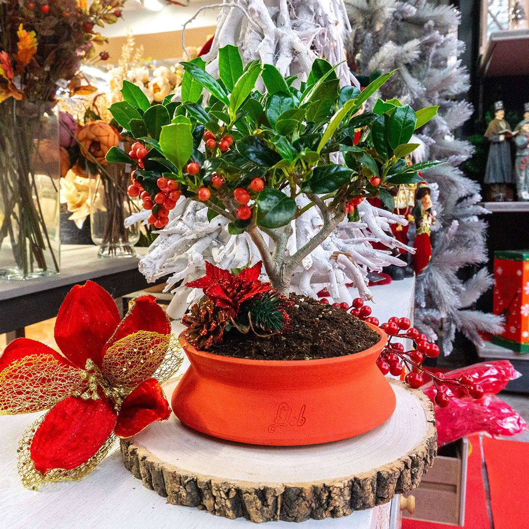 Agrifoglio bonsai